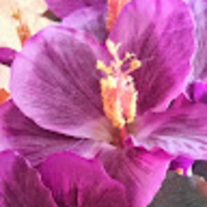 Meet your Posher, Krista